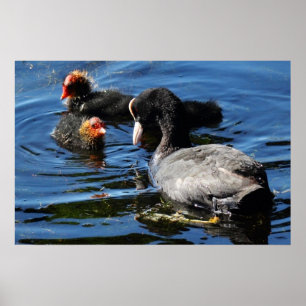 Pôster Feeding Babies