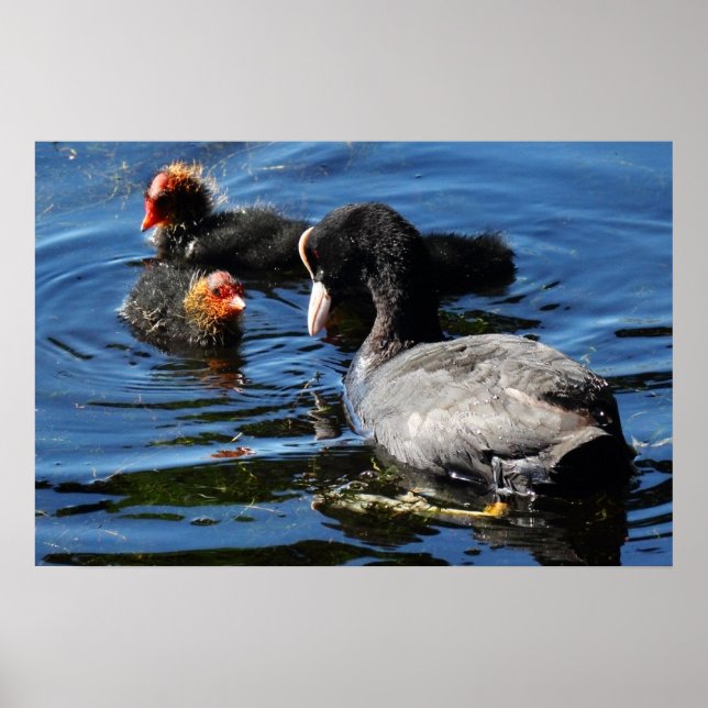 Pôster Feeding Babies (Frente)