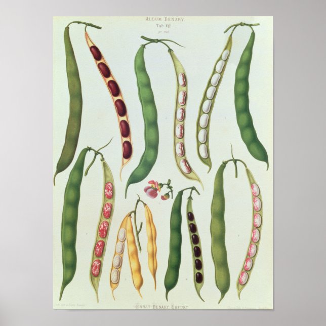 Pôster Feijão (Frente)