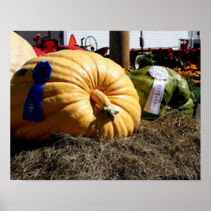 Pôster Feira do País Giante Pumpkin Blue Ribbon