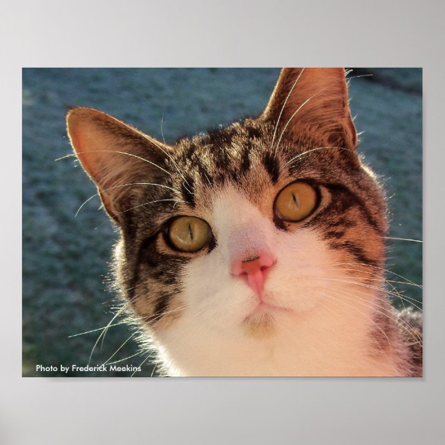 Poster Feline Gazing (Frente)