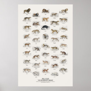 Poster Felinos - Biblioteca do Naturalista