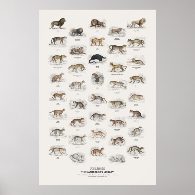 Poster Felinos - Biblioteca do Naturalista (Frente)