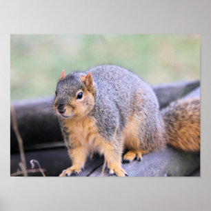 Poster Feliz companheiro