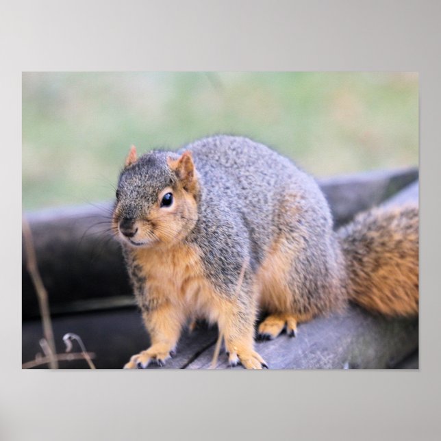 Poster Feliz companheiro (Frente)