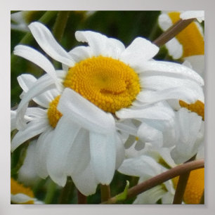Poster Feliz Flor - Feliz rosto sorridente margarida
