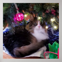 Feliz gato de Natal debaixo da árvore