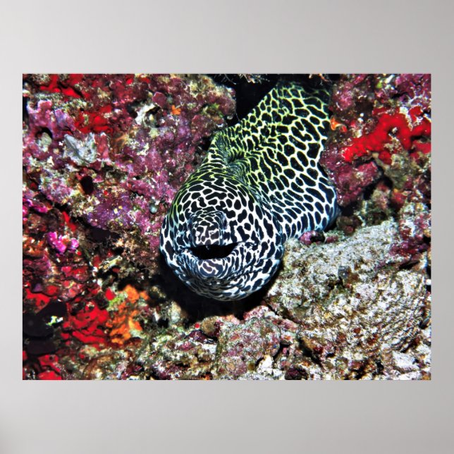 Poster Feliz Moray (Frente)