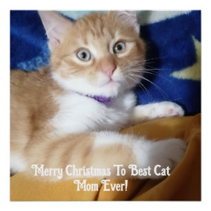 Pôster Feliz Natal Para a Melhor Mãe de Gato de Todos os