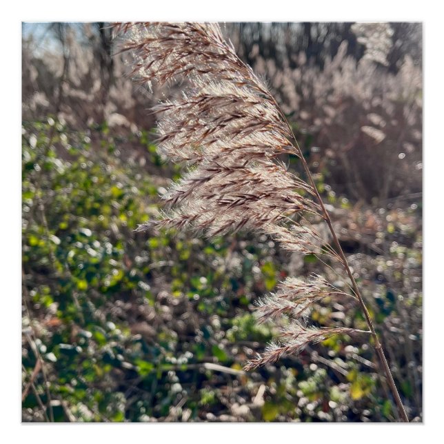 Pôster Feliz outono. (Frente)