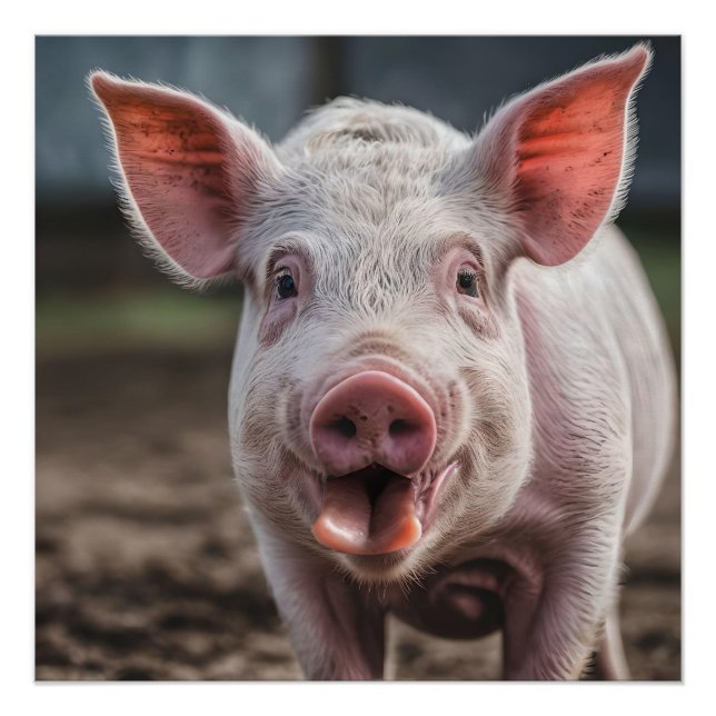 Pôster Feliz Porco de Língua Branca, (Frente)