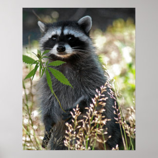 PÔSTER FELIZ RACCOON