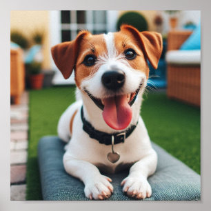 Poster feliz sorriso Jack Russell Terrier