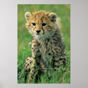 Poster Felpudo Chita Cub