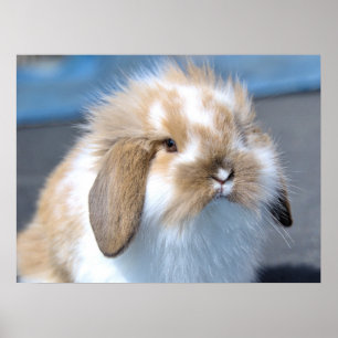 Poster Felpudo Holland Mini Dwarf Lop Bunny Rabbit