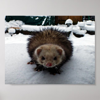 PÔSTER FELPUDO O EXCELENTE