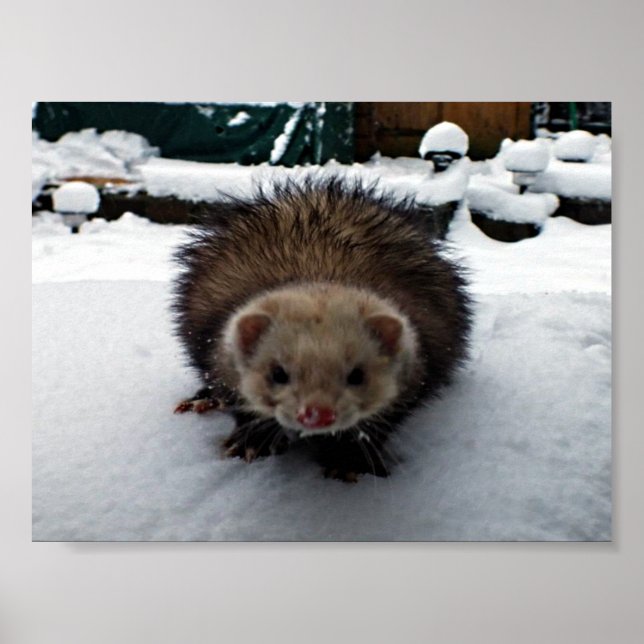 PÔSTER FELPUDO O EXCELENTE (Frente)