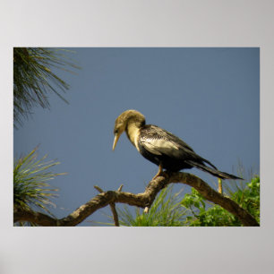 Pôster Female Anhinga no Branch