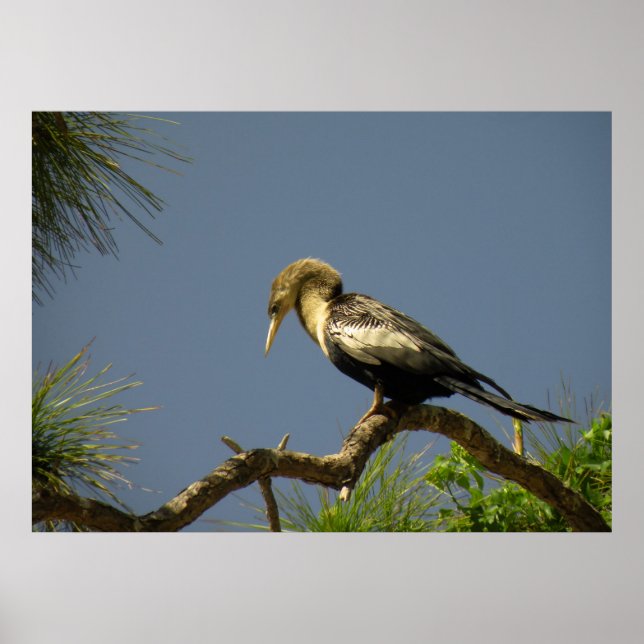 Pôster Female Anhinga no Branch (Frente)
