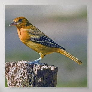 Poster Female Baltimore Oriole