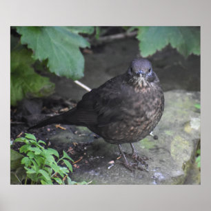 Poster Female Blackbird