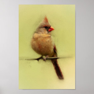 Poster Female Cardinal Songbird