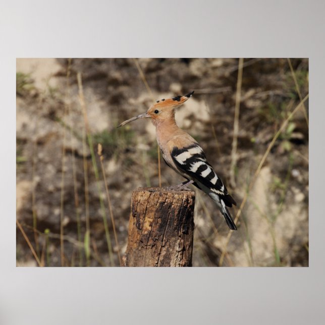 Poster Female Hoopoe On Trunk (Frente)