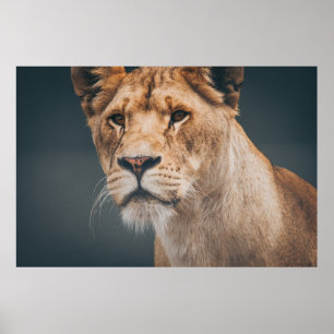 POSTER FEMALE LION AT JYLLAND PARK ZOO