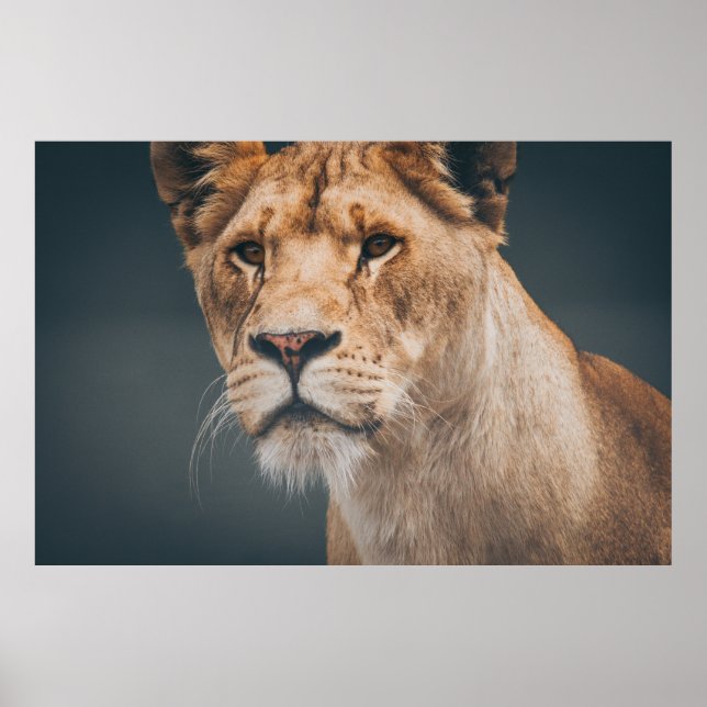 POSTER FEMALE LION AT JYLLAND PARK ZOO (Frente)