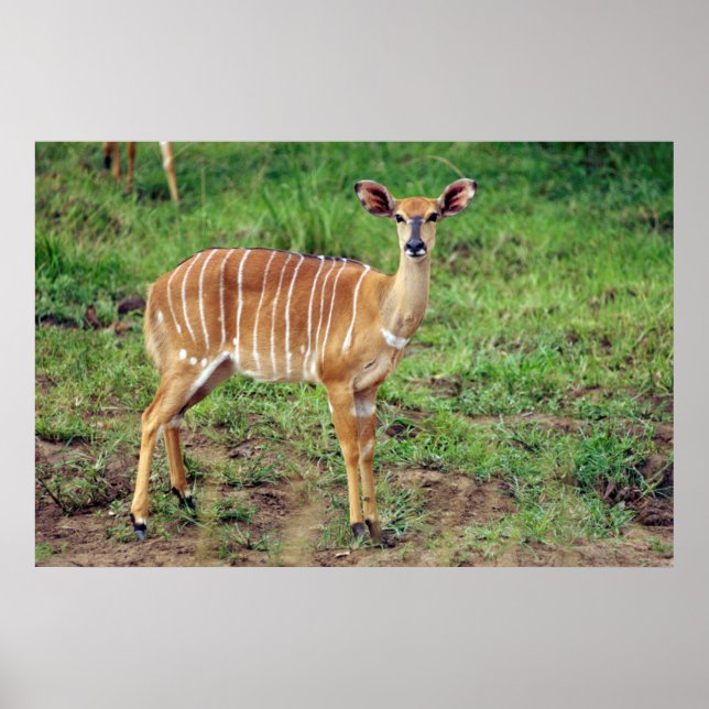 Poster Female Nyala, Reserva de Jogo Hluwe-Umfolozi (Frente)