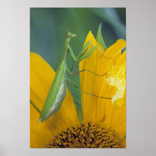 Poster Female praying mantis