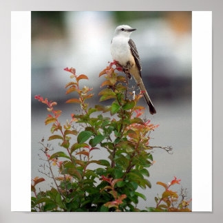 Pôster Female Scissortail Flycatcher