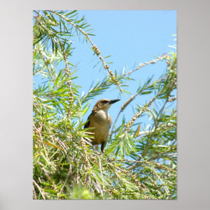 Poster fêmea de Grackle do melro