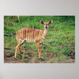 Poster Fêmea de Nyala, Reserva de Caça Hluhluwe-Umfolozi