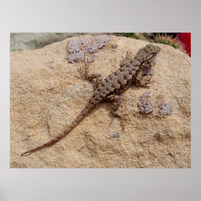 Poster Fence Lizard Ocidental (Frente)