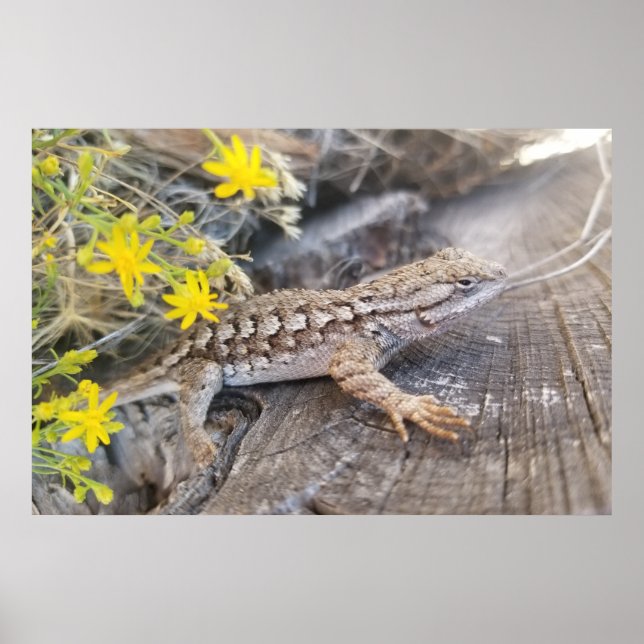 Poster Fence Lizard Ocidental (Frente)
