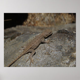 Poster Fence Lizard Ocidental