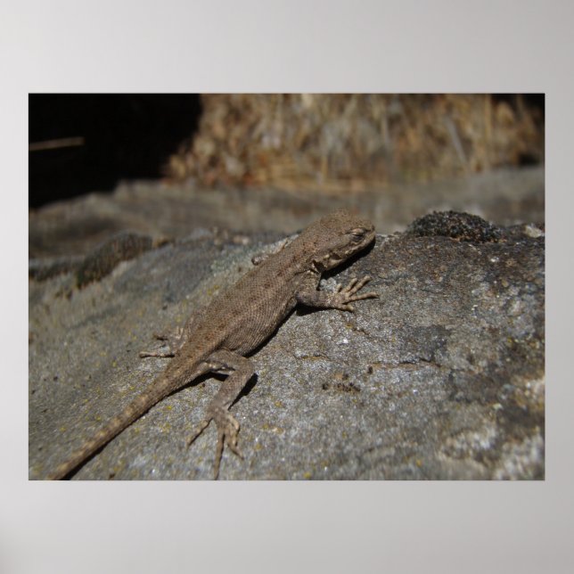 Poster Fence Lizard Ocidental (Frente)