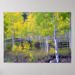 Pôster Fence with Aspens