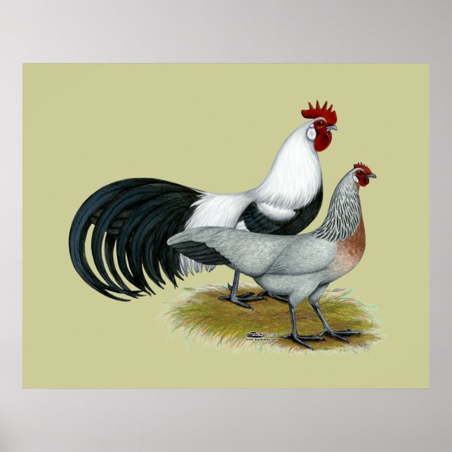 Pôster Fênix: Par De Pata De Prata (Frente)