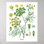 Poster Fennel Herb Botanical Illustration Kitchen Decor<br><div class="desc">Fennel Herb Botanical Illustration Kitchen Decor</div>