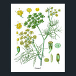 Poster Fennel Herb Botanical Illustration Kitchen Decor<br><div class="desc">Fennel Herb Botanical Illustration Kitchen Decor</div>
