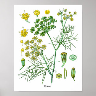 Poster Fennel Herb Botanical Illustration Kitchen Decor