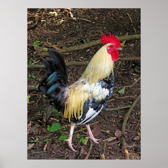 Poster Feral Rooster (Frente)