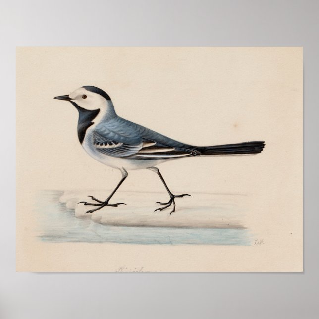 Poster Ferdinand von Wright - White Wagtail (Frente)