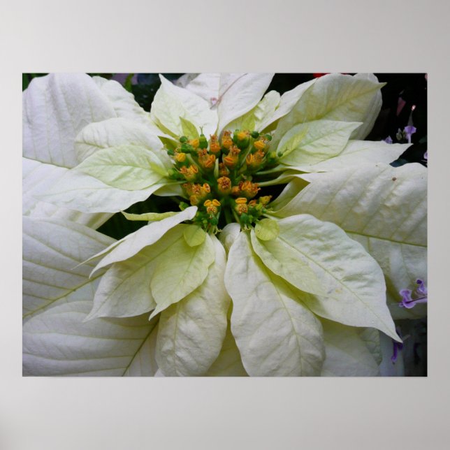 Poster Feriado de Natal Elegante de Poinsettia Branca (Frente)
