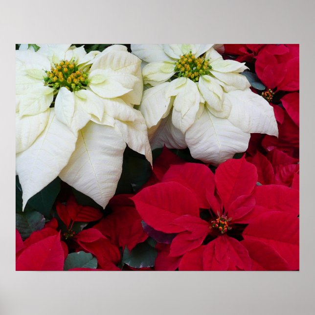 Pôster Férias de Natal White e Red Poinsettias II (Frente)