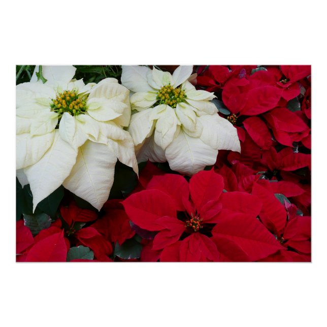 Pôster Férias de Natal White e Red Poinsettias II (Frente)