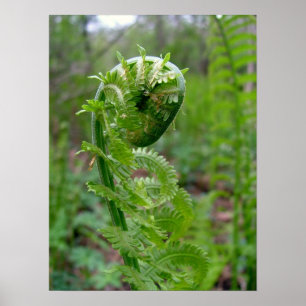 Pôster Fern