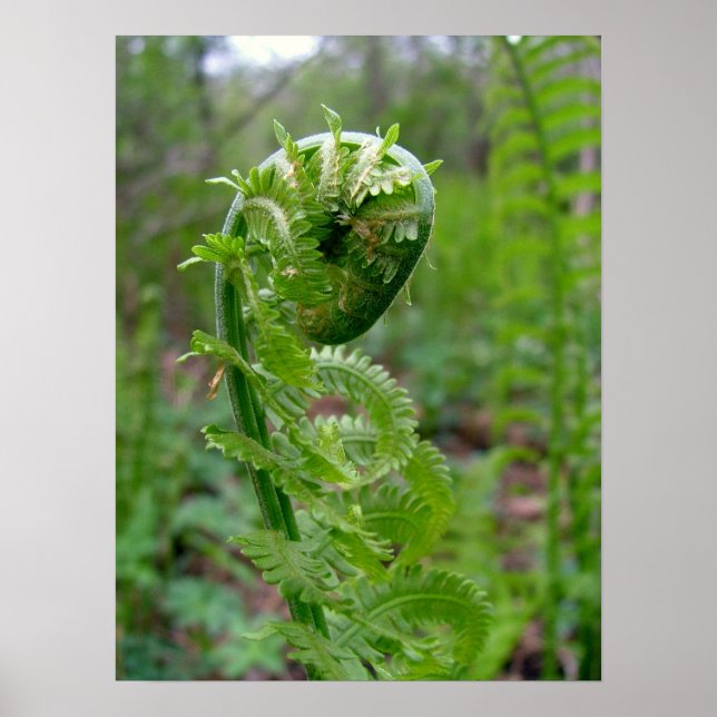Pôster Fern (Frente)